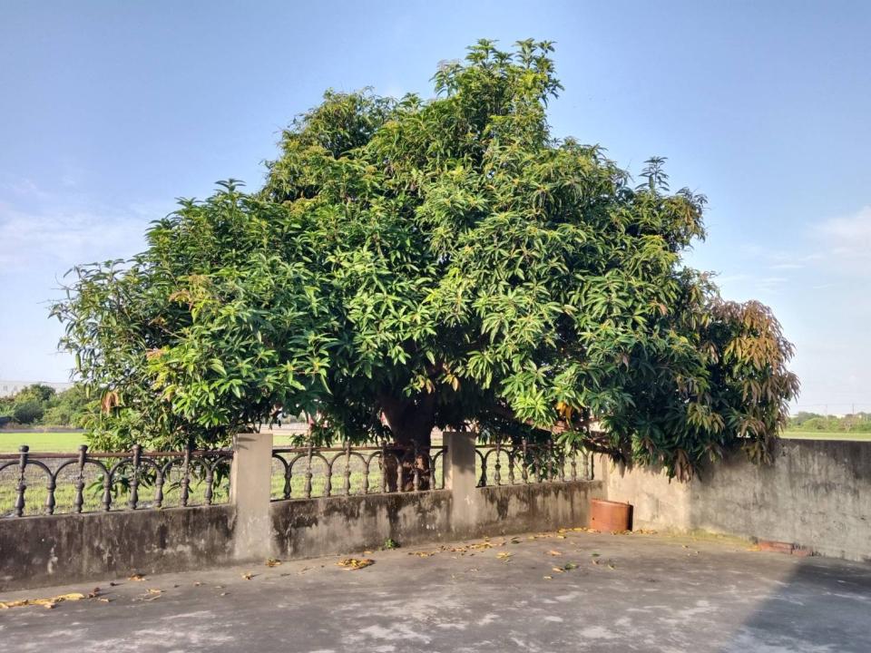 園藝維護案件圖片