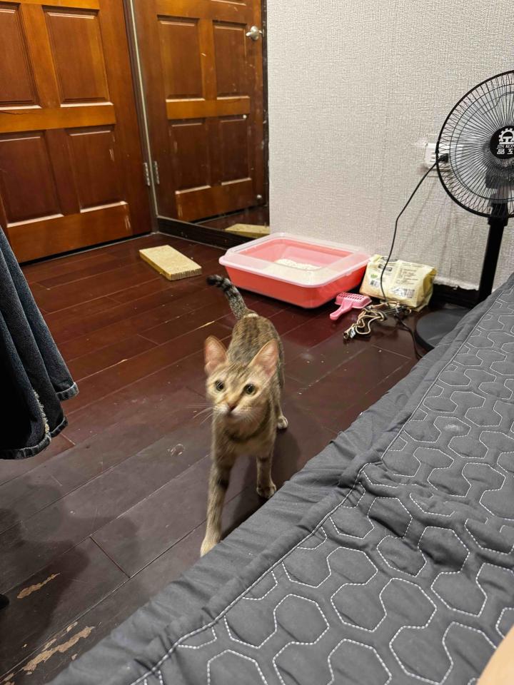地板施工案件圖片