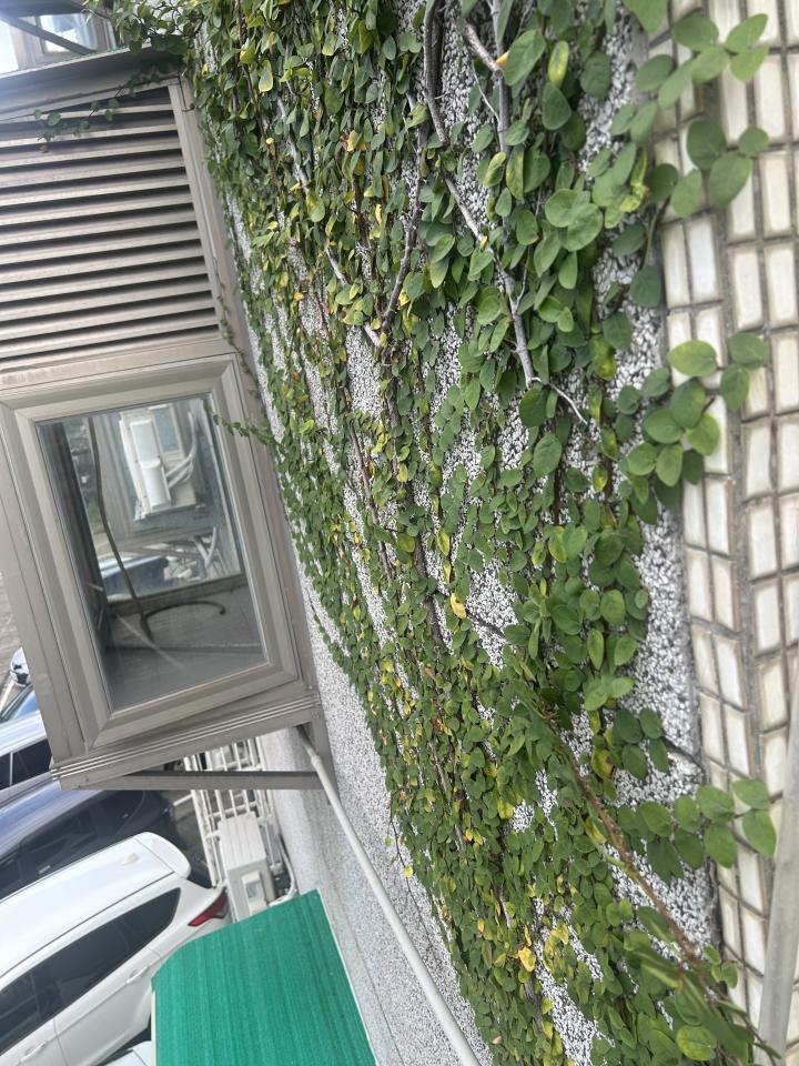 園藝維護案件圖片