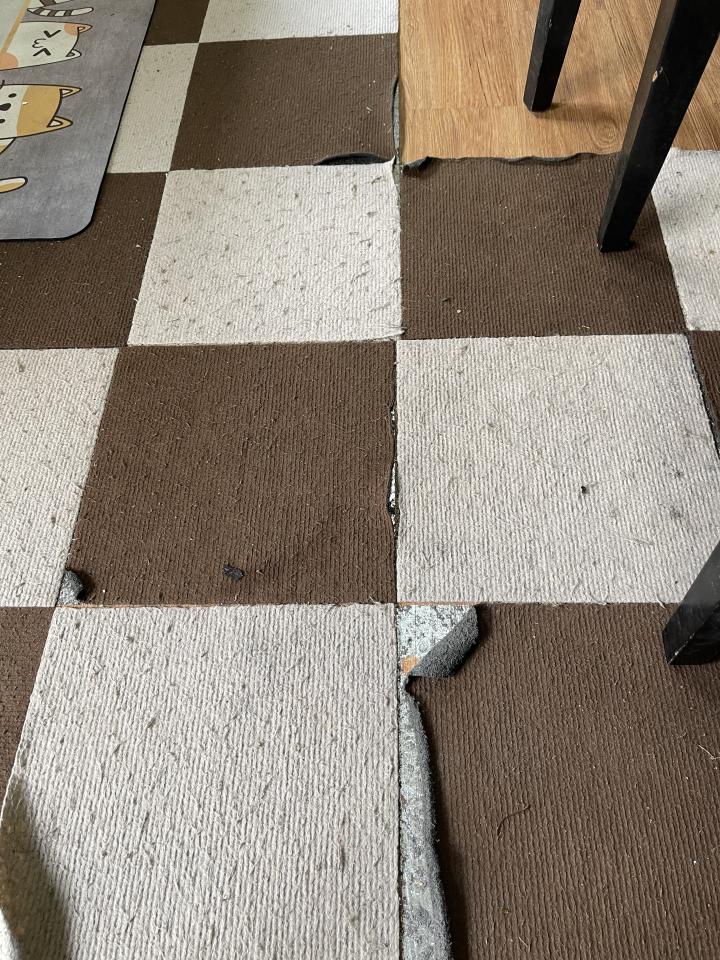 地板拋光打蠟案件圖片