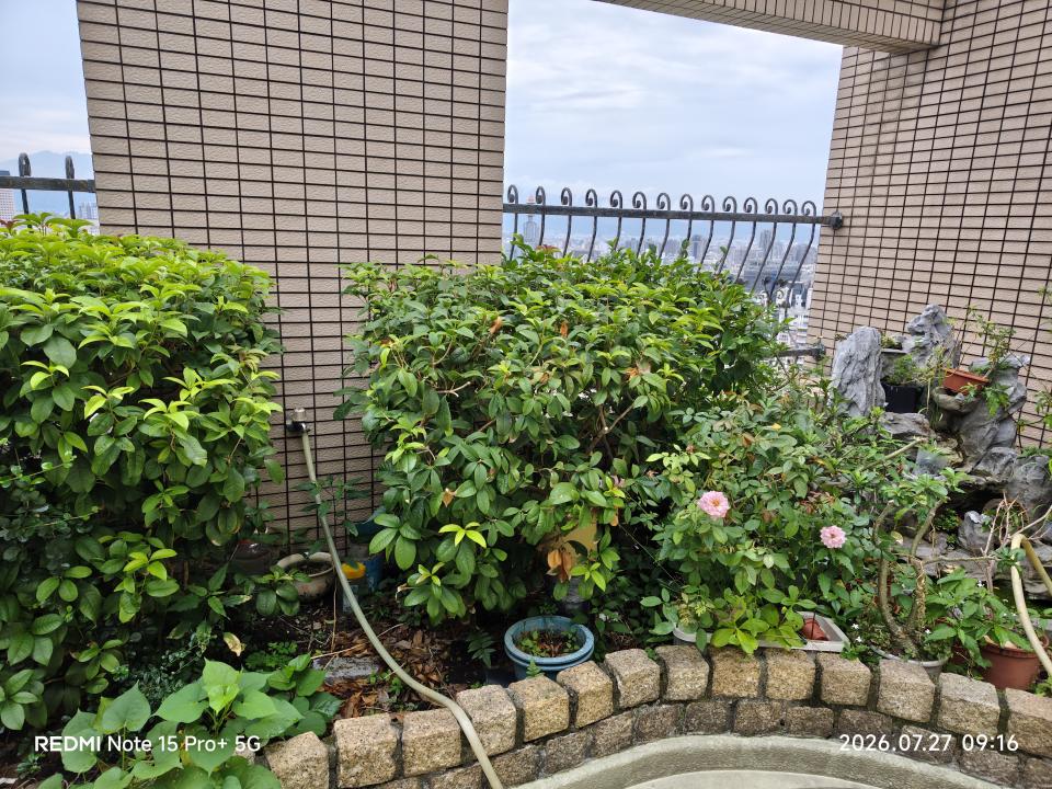 園藝維護案件圖片
