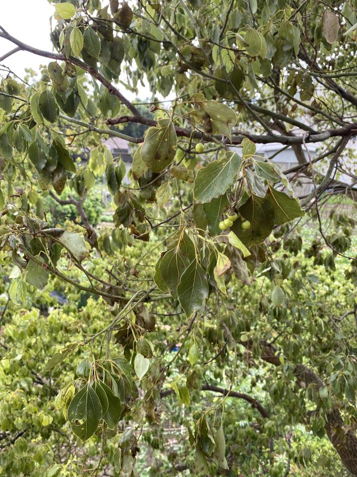 植物診療師案件圖片