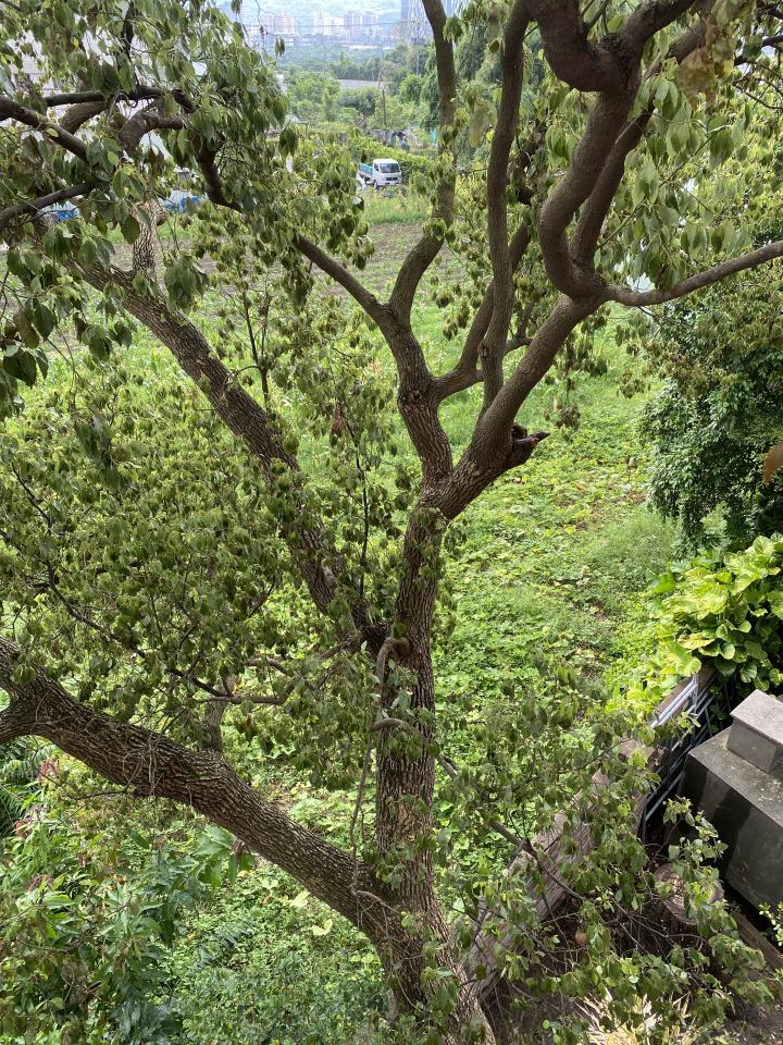植物診療師案件圖片