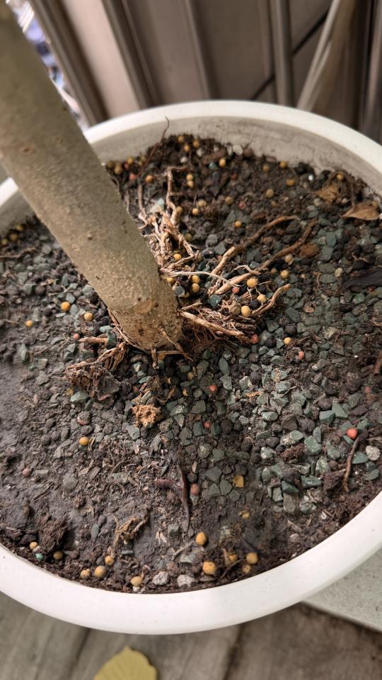 園藝維護案件圖片