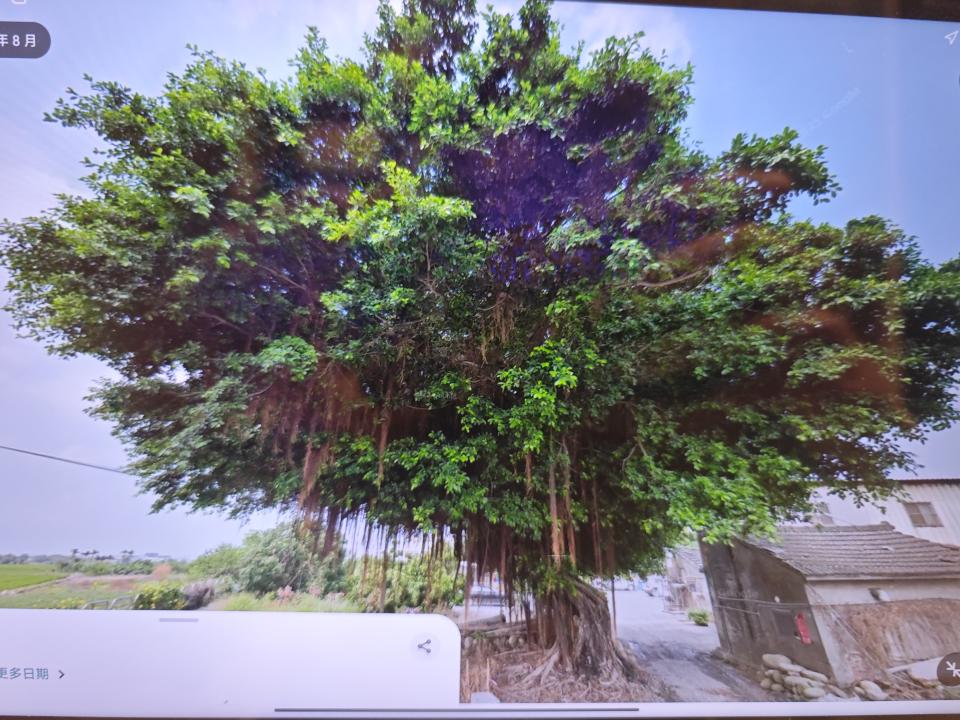園藝維護案件圖片