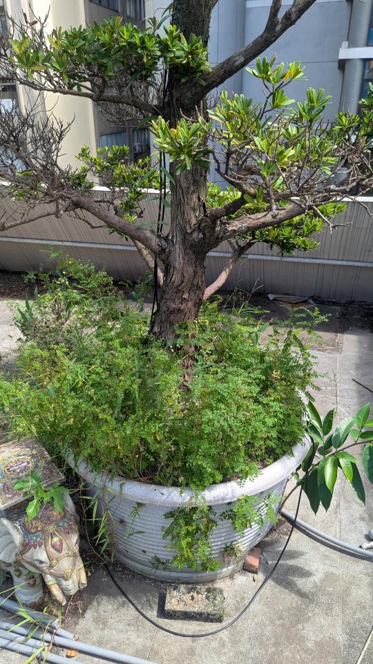 園藝維護案件圖片