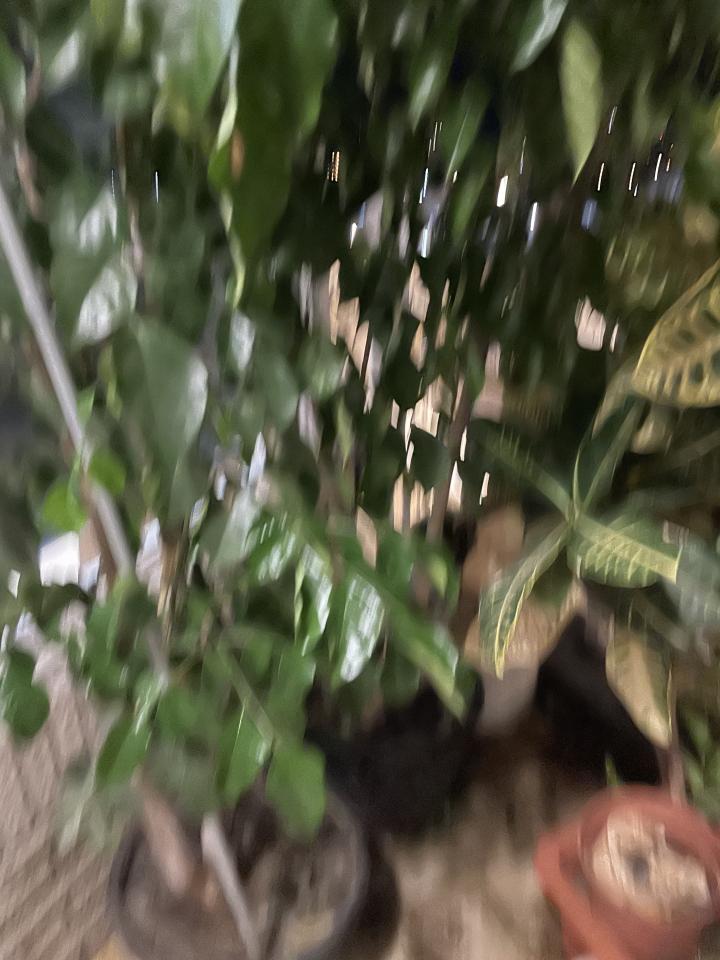 園藝維護案件圖片