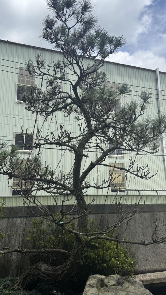 植物診療師案件圖片