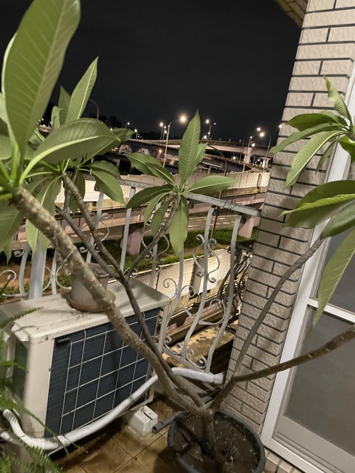 園藝維護案件圖片