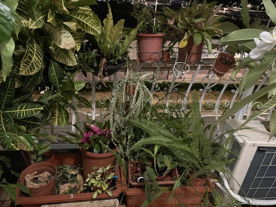 園藝維護案件圖片