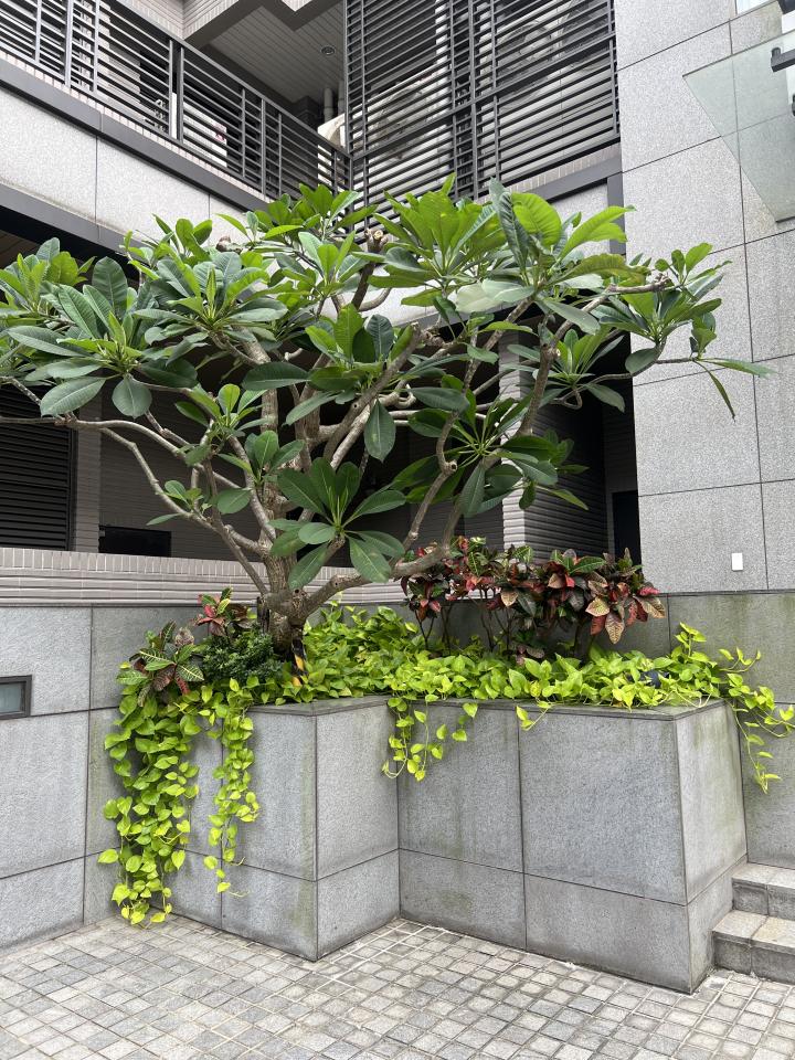 園藝維護案件圖片