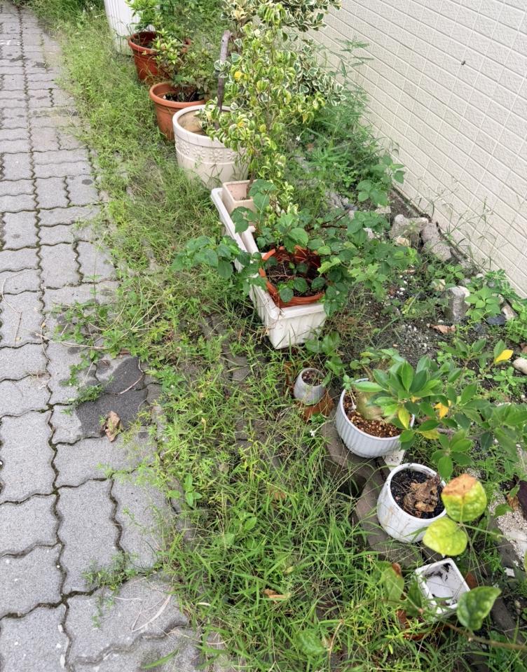 園藝維護案件圖片