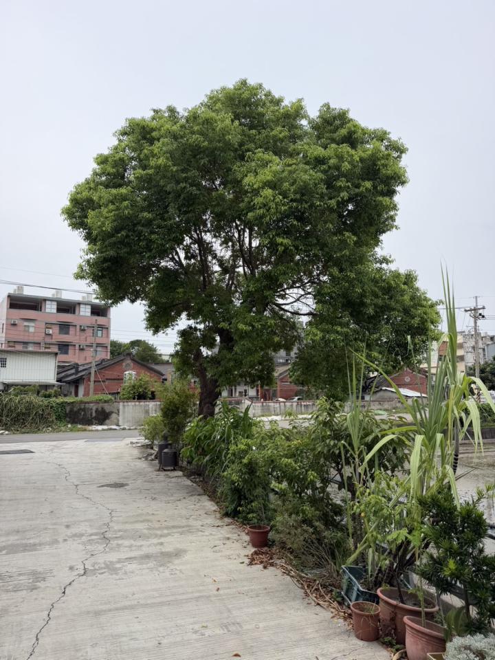 園藝維護案件圖片
