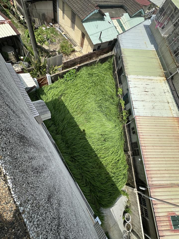 園藝維護案件圖片