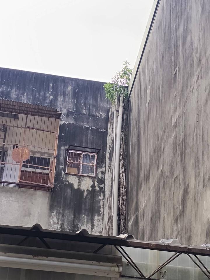 園藝維護案件圖片
