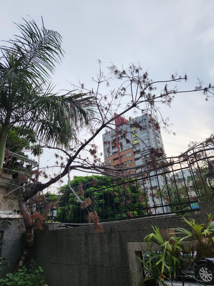 園藝維護案件圖片