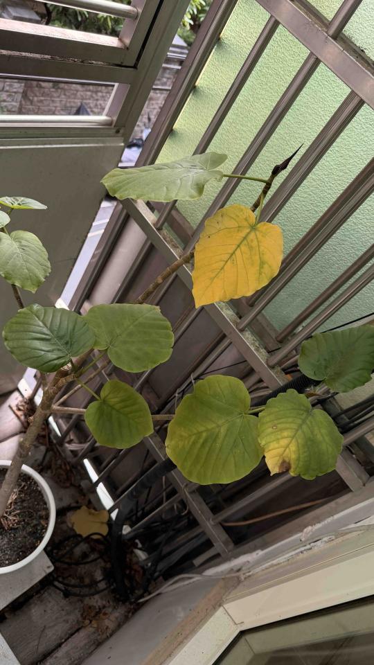 植物診療師案件圖片