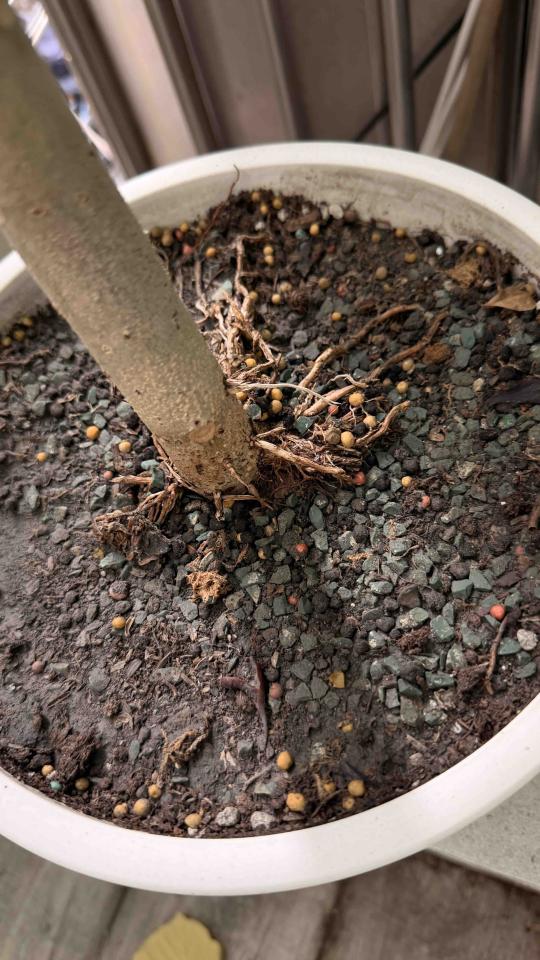 植物診療師案件圖片