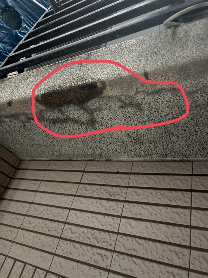 抓漏案件圖片