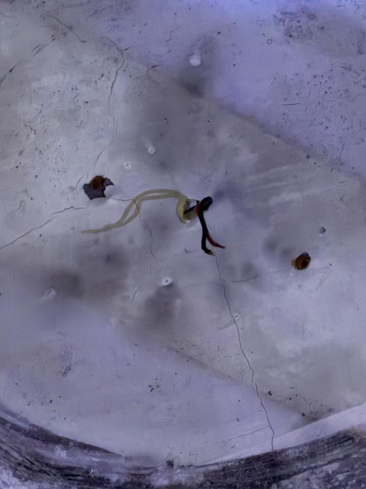 燈具安裝案件圖片
