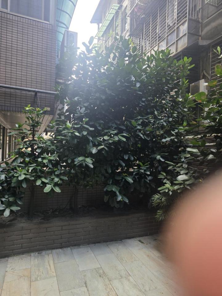 園藝維護案件圖片
