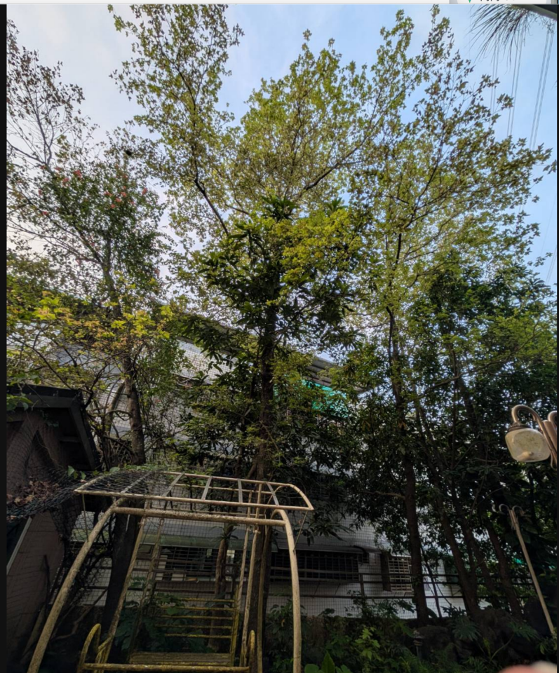園藝維護案件圖片
