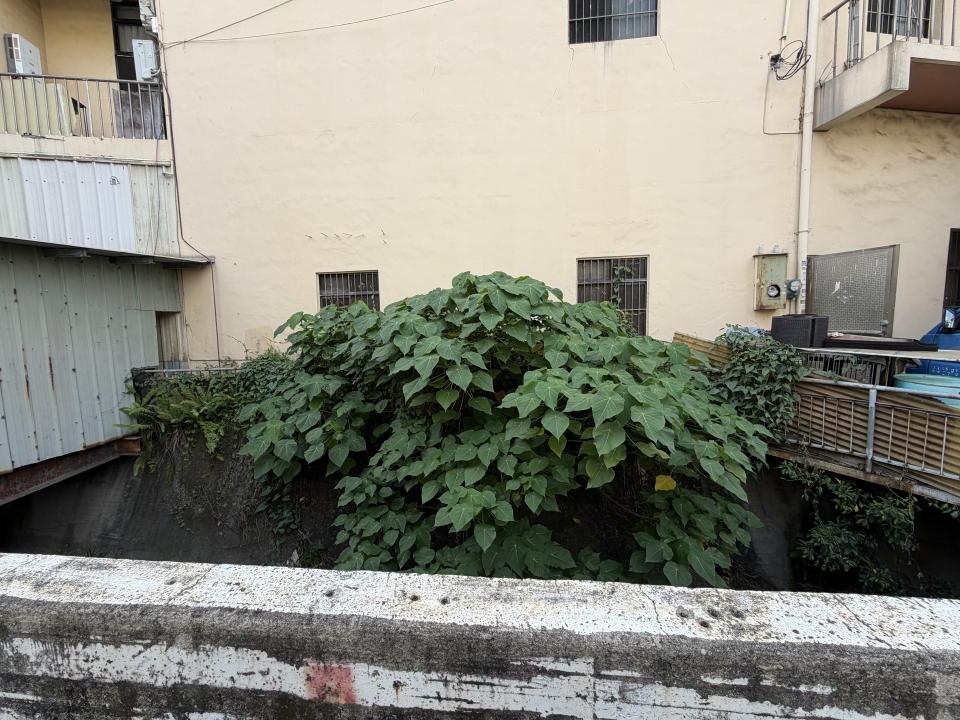 園藝維護案件圖片
