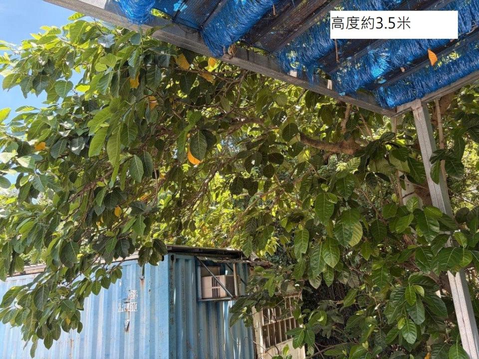 園藝維護案件圖片