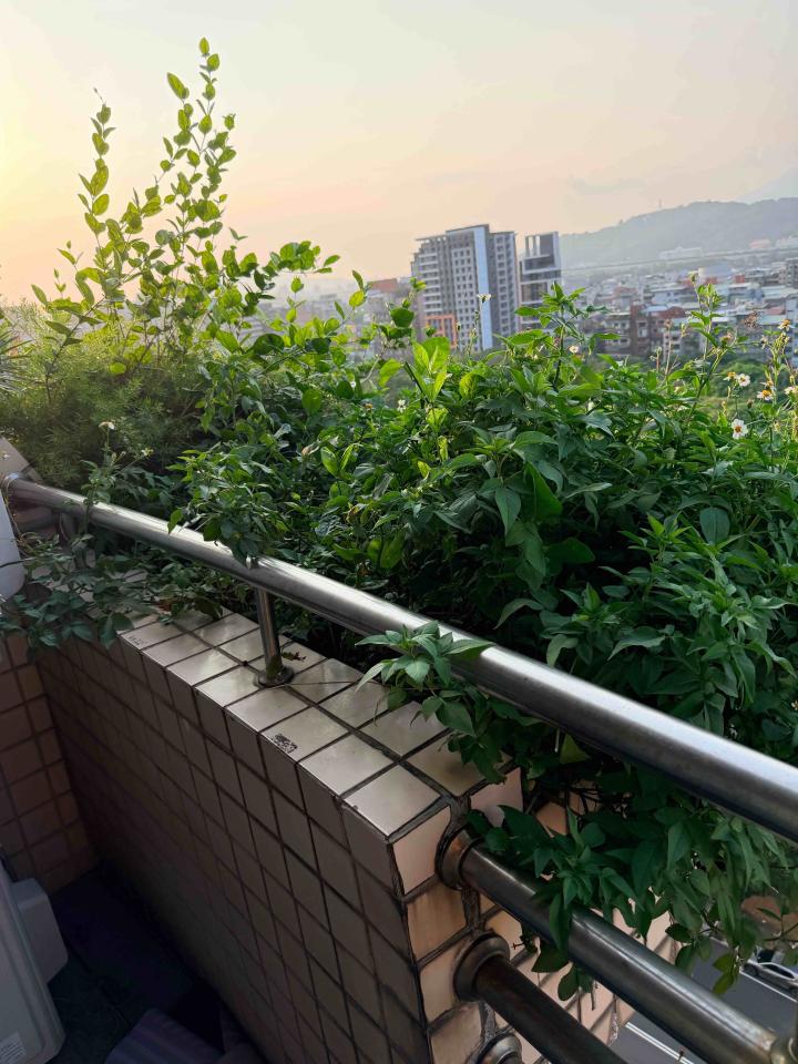 園藝維護案件圖片