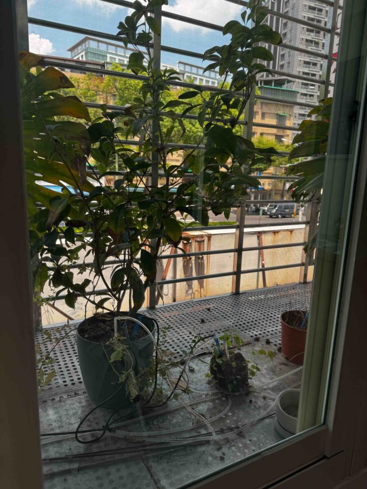 園藝維護案件圖片