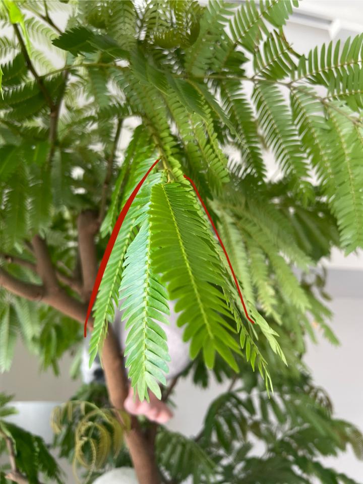 植物診療師案件圖片