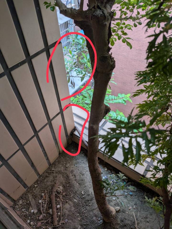 園藝維護案件圖片