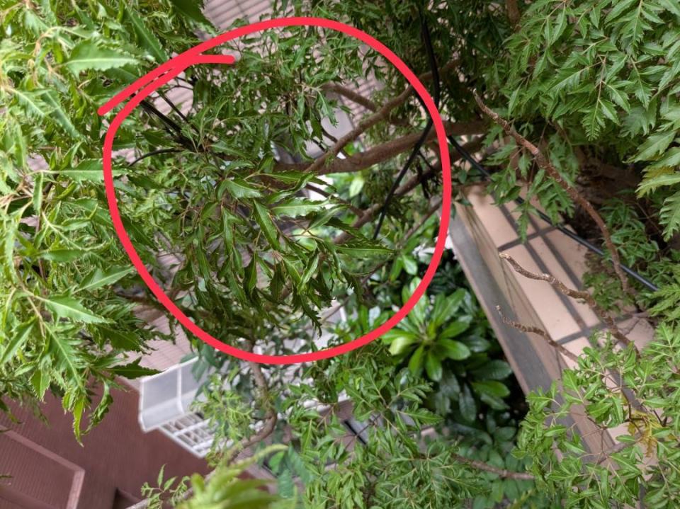 園藝維護案件圖片