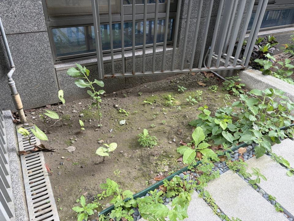 園藝維護案件圖片