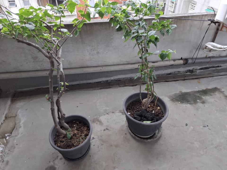 屋頂排水案件圖片