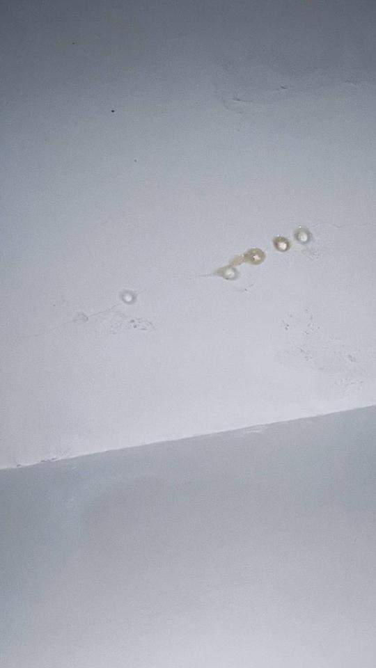 抓漏案件圖片