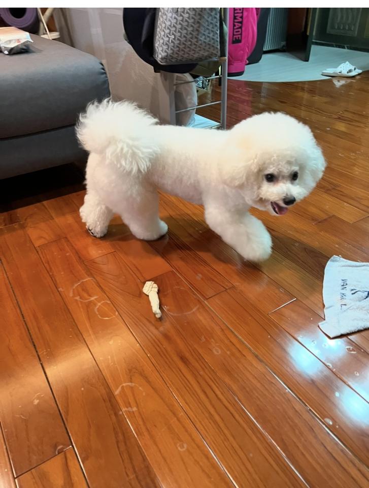 木地板打磨翻新案件圖片