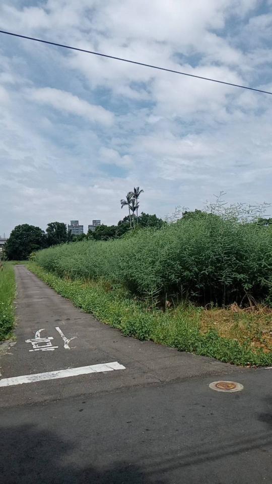 園藝維護案件圖片