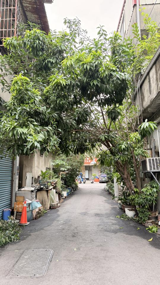 園藝維護案件圖片