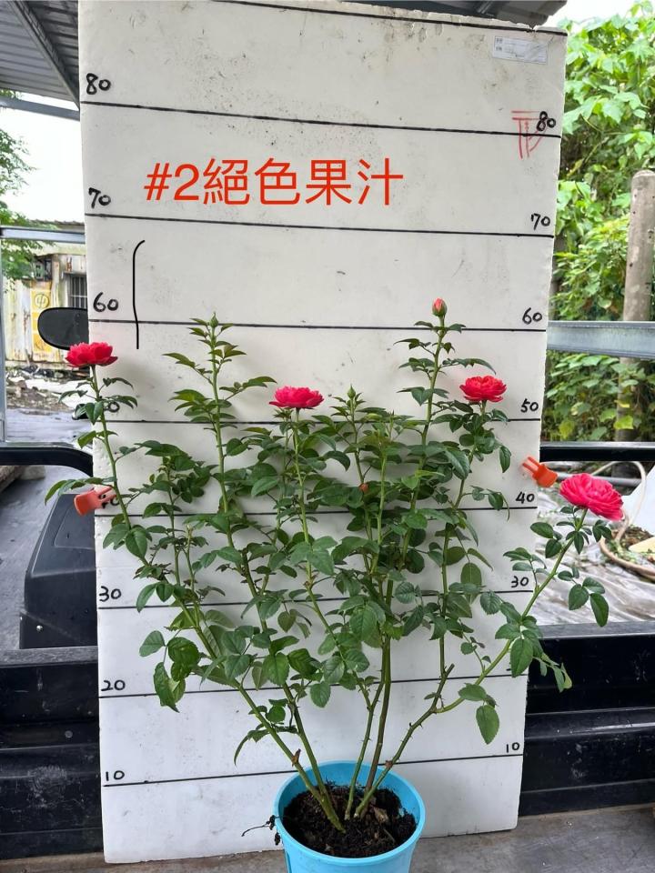 回頭車案件圖片