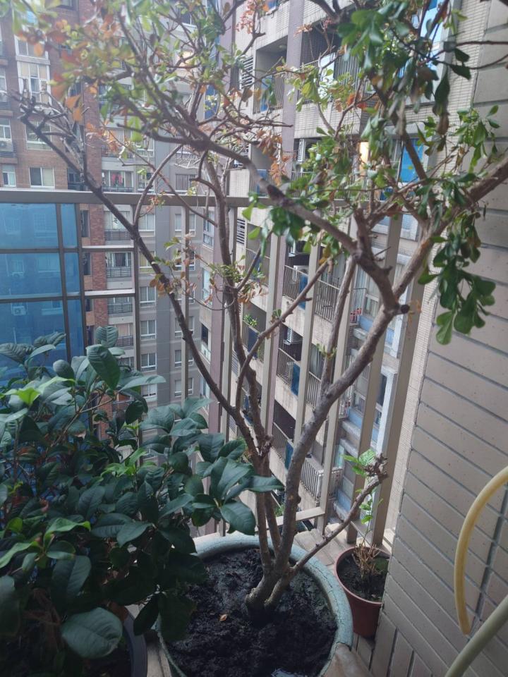 植物診療師案件圖片