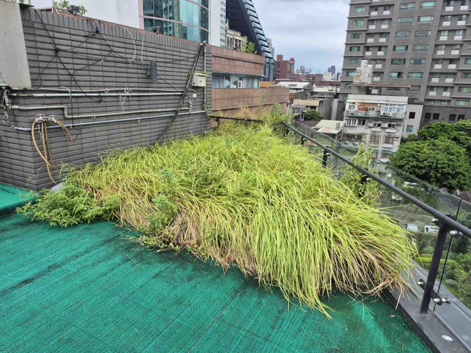 園藝維護案件圖片