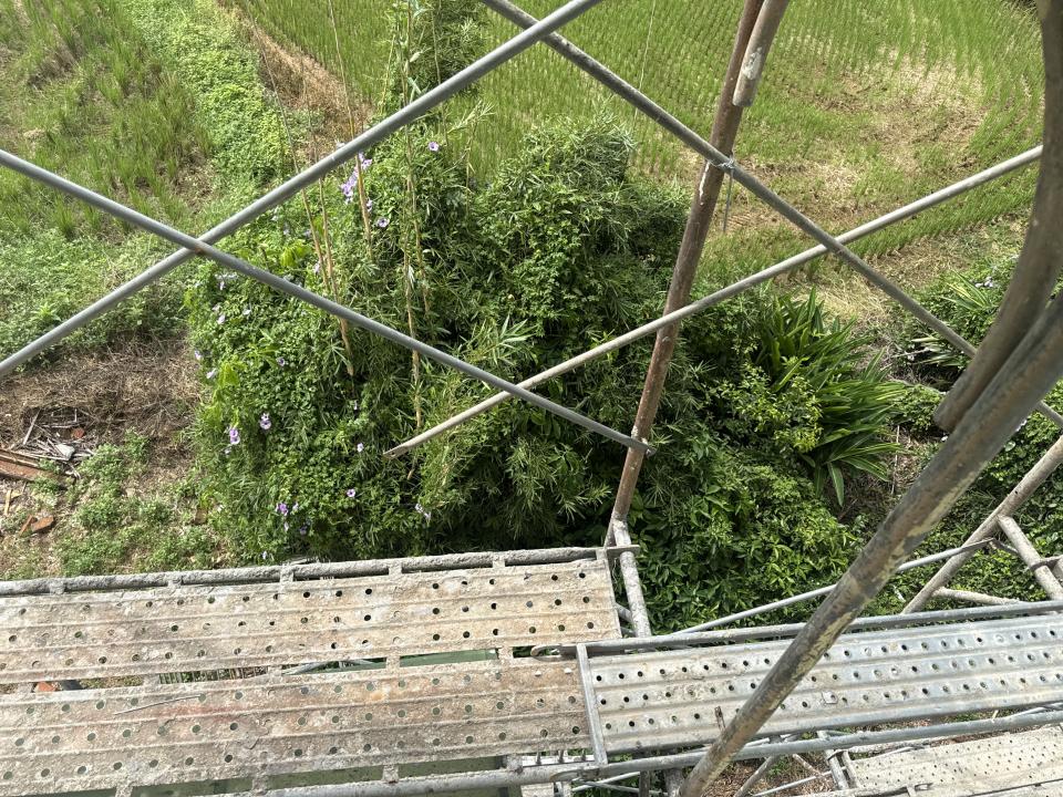 園藝維護案件圖片