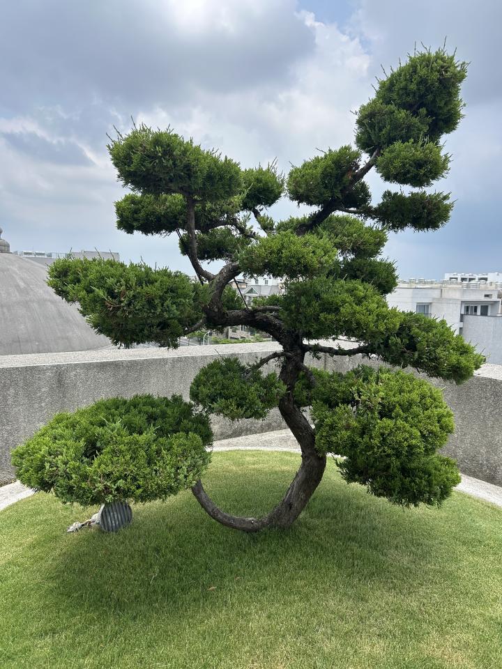 園藝維護案件圖片