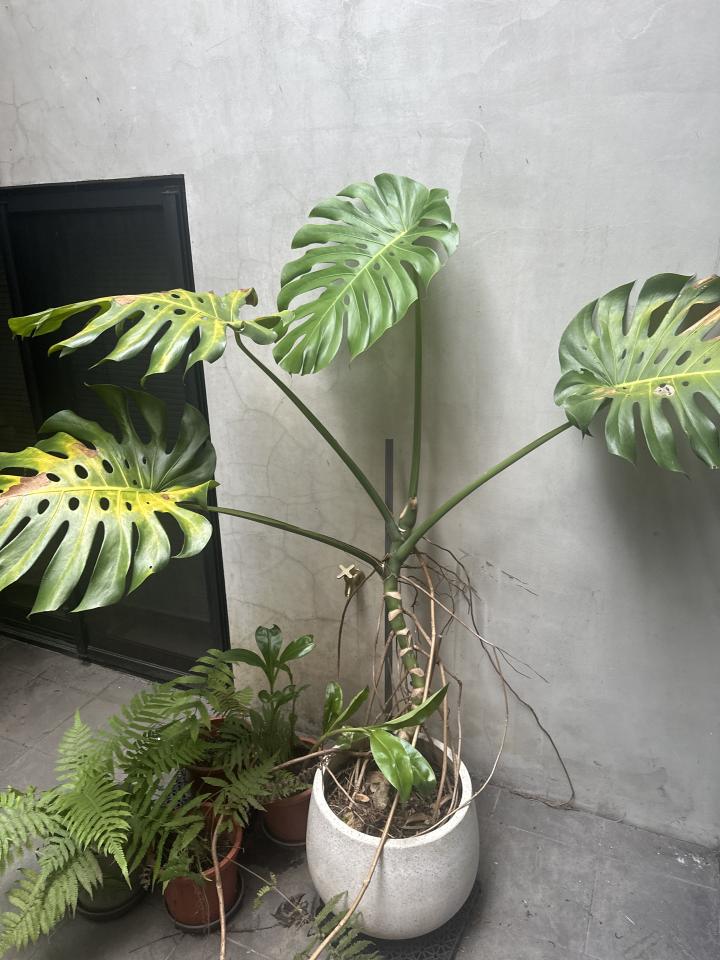 植物診療師案件圖片