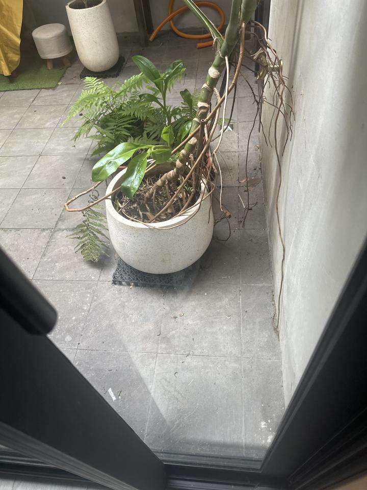 植物診療師案件圖片