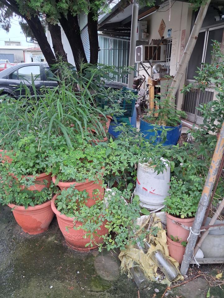 園藝維護案件圖片