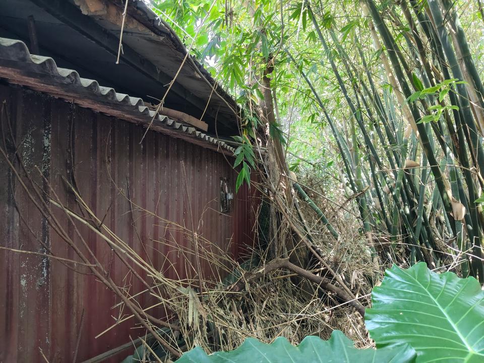 園藝維護案件圖片