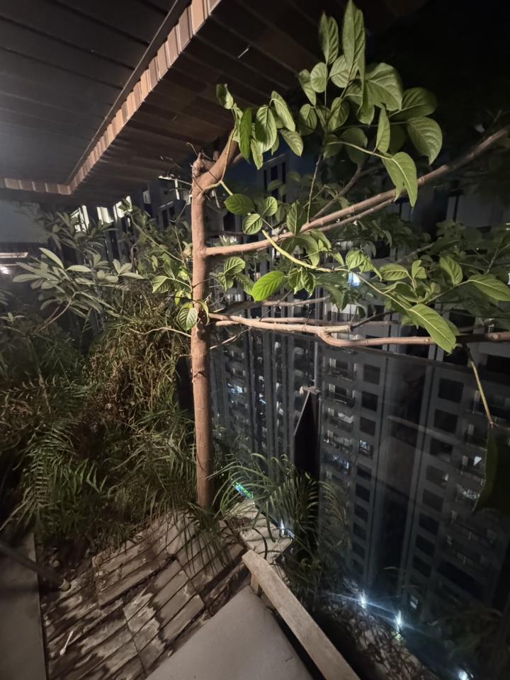 園藝維護案件圖片