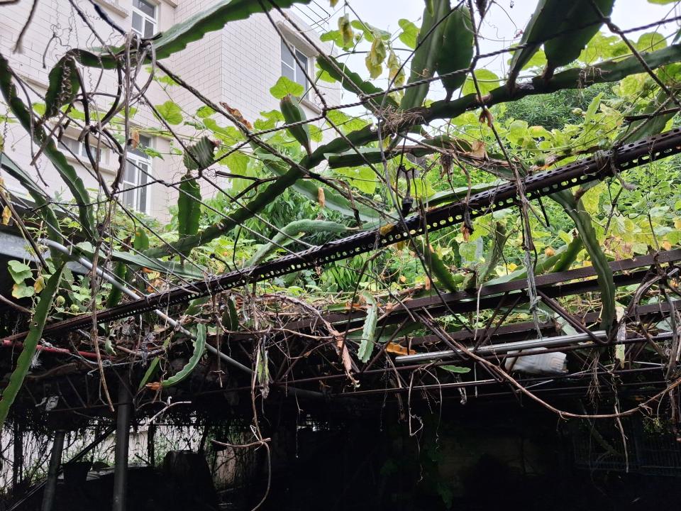 園藝維護案件圖片